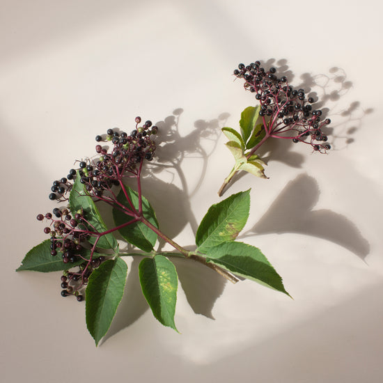 Elderberry Benefits: The Small Berry with Large Benefits